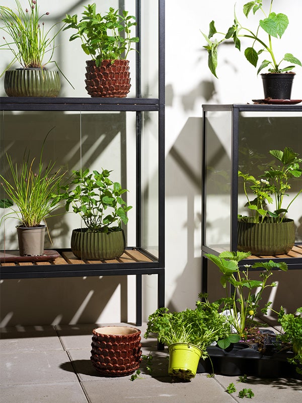 grower greens 600_800.jpg